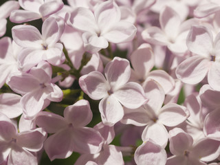 Naklejka na ściany i meble Blossom common lilac, Syringa vulgaris, background, macro, selective focus, shallow DOF