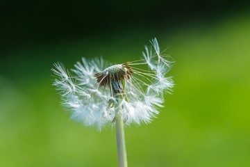 Dandelion seeds in close up