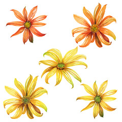 watercolor set of yellow and orange flowers