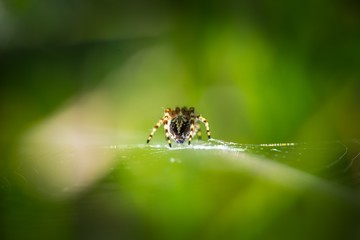 Spider sitting on his web