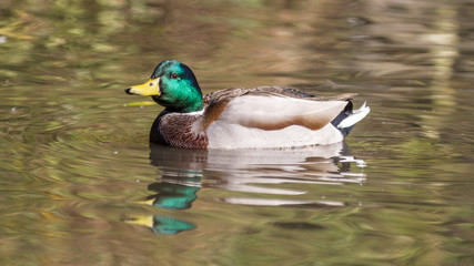 Fototapeta premium Beautiful male mallard duck swimming on water.
