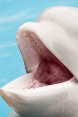 Teeth of a beluga whale.