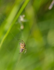 Spider sitting on his web