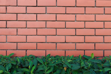 Brick wall with plant in the bottom. Pattern of green plant wall texture and background.