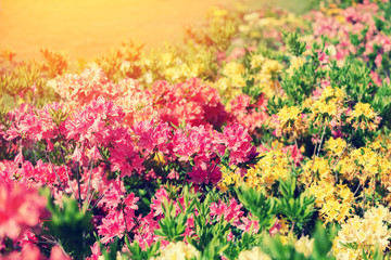 Vintage colorful rhododendron flowers in the garden