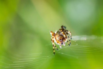Spider sitting on his web