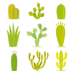 Cactus collection in vector illustration

