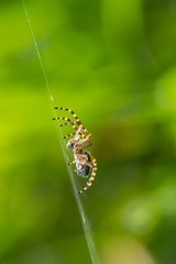 Spider sitting on his web