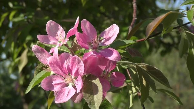 Apple Blossom pink color swinging in the wind spring morning