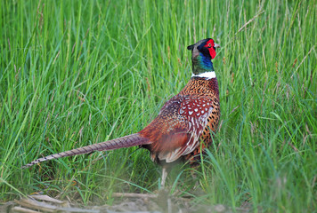 Wild pheasant in a grass