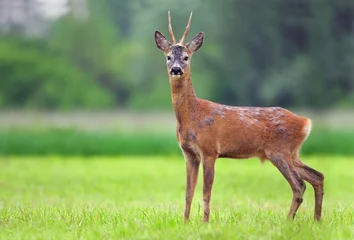 Printed roller blinds Roe Roe deer