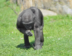 Young western lowland gorilla (Gorilla gorilla gorilla)