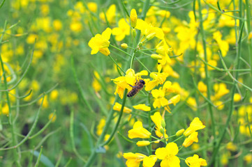 Bee collecting pollen on a rapeseed flower