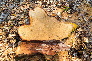 Tree stump with growth rings