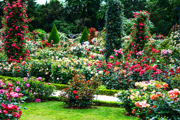 Paris- French landscape classic rose garden in the Bois de Boulogne in the Roseraie de Bagatelle - obrazy, fototapety, plakaty