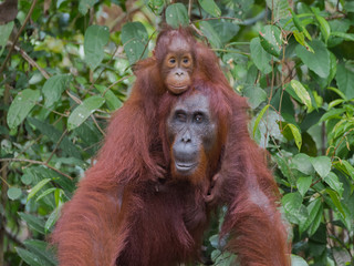 Baby orangutan hugging his mother, sitting on her back (Tanjung Puting National Park, Indonesia, Borneo / Kalimantan)