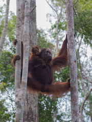 Two orangutan hanging between two trees on his strong paws in the jungles of Indonesia (Borneo / Kalimantan)