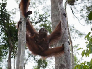 Obraz premium Mama orangutan with her baby hanging between two trees, and looks away (Tanjung Puting National Park, Borneo / Kalimantan, Indonesia)