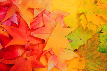 autumn leaves background