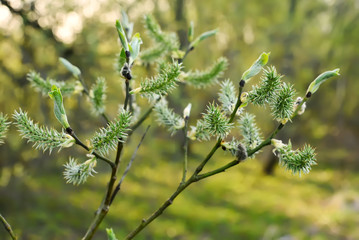 Salix branches, outdoor
