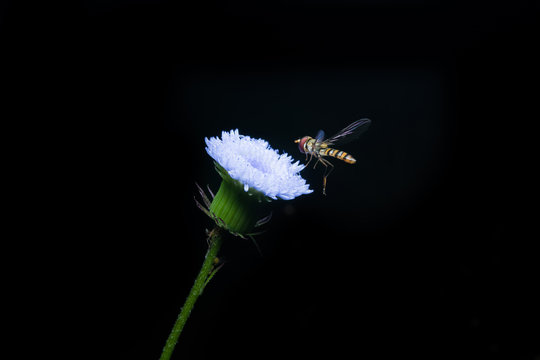 Bee With White Flower On The Black Background