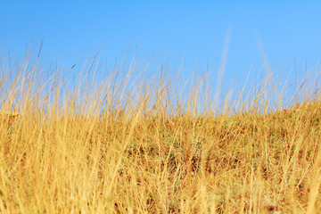 Dry grass on a background sky