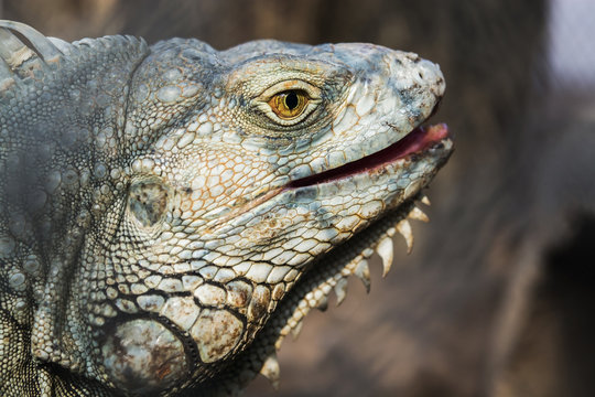 Closeup portrait of the Common Iguanas