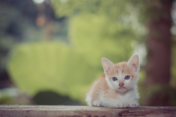 Kitten sitting staring at something.