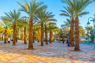 Walk among the palms