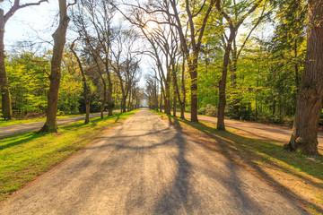 fresh green forest with sunlight