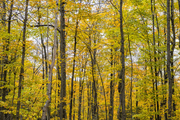 fall color in the forest of haliburton ontario canada