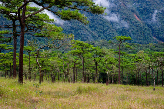 Pines Tree