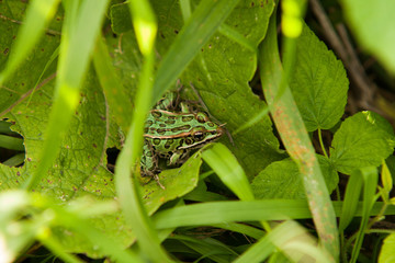 Leopard frog