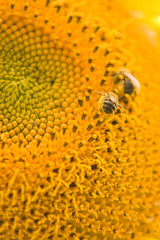 Bee in pollen.