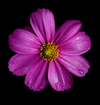 Fototapeta Beautiful Pink Cosmos Flower isolated on black background
