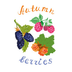 Autumn berries vector illustration