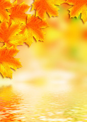 Naklejka na ściany i meble Autumn foliage. Golden Autumn.