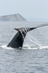 Naklejka premium Humpback Whale fluking in the Gulf of St. Lawrence off the coast of Percé.