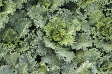 green head cabbages background