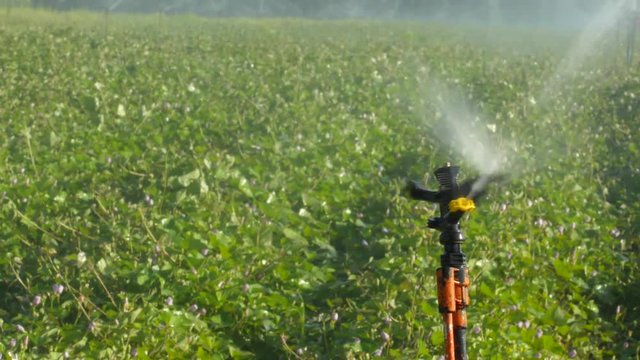 Sprinkler in the field
