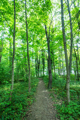 Fototapeta premium Wanderweg in Laubwald
