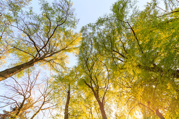 Tall trees viewed from bottom