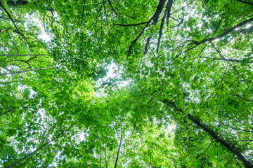 Fototapeta premium Grünes Blätterdach in Mischwald