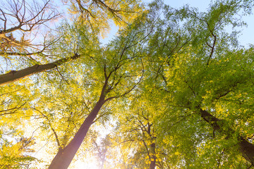 Fototapeta premium Tall trees viewed from bottom