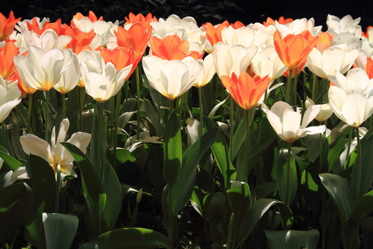 fioritura di tulipani