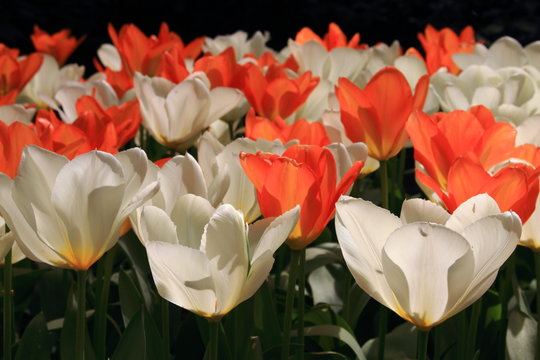 fioritura primaverile di tulipani