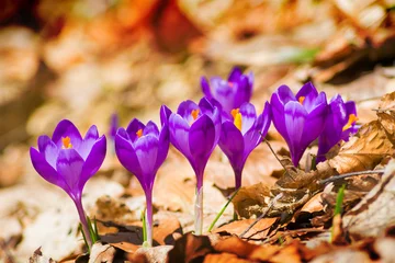 Photo sur Plexiglas Crocus Fond de fleurs de crocus de printemps
