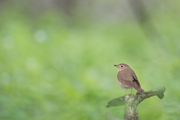 A Swainson's Thrush perched on a small tree branch with a lot of out of focus green leaves surrounding it.