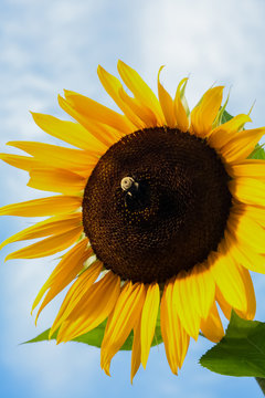Bumblebee collecting pollen/nectar from a vibrant sunflower.