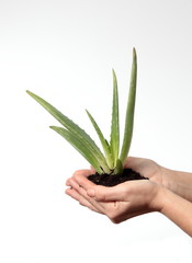 Aloe vera plant in the hands of a person with white background.